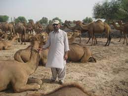 Lassi or Lassi camel breed