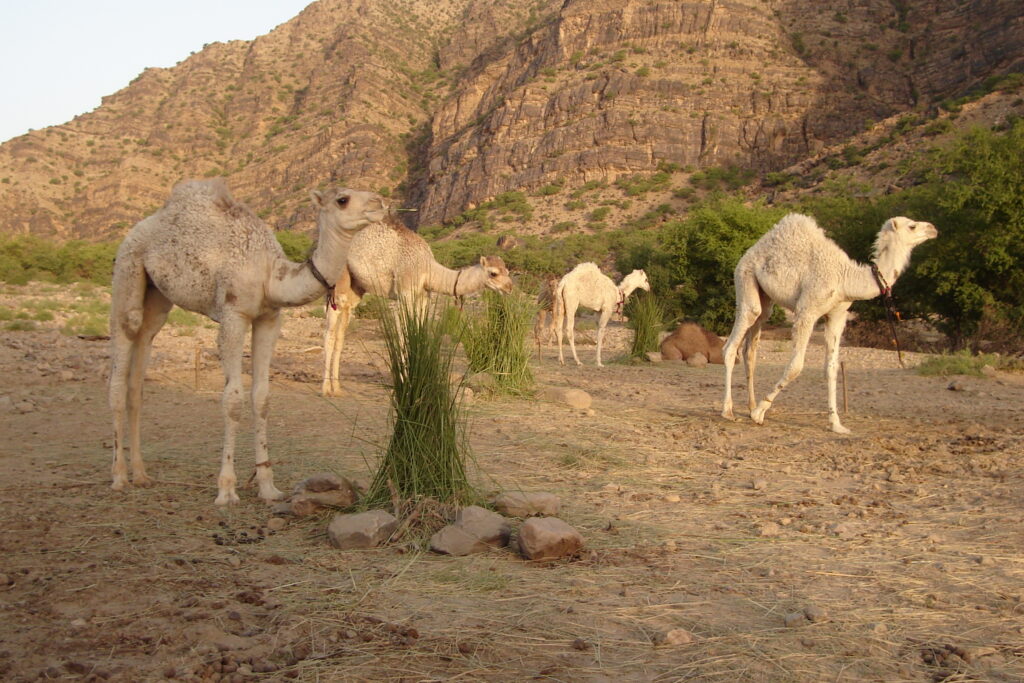 Beautiful and Health Calves of the Kohi camels in Burgpusht