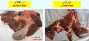 Camel vs cattle liver