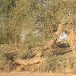 Prosopis cineraria in Alain, UAE