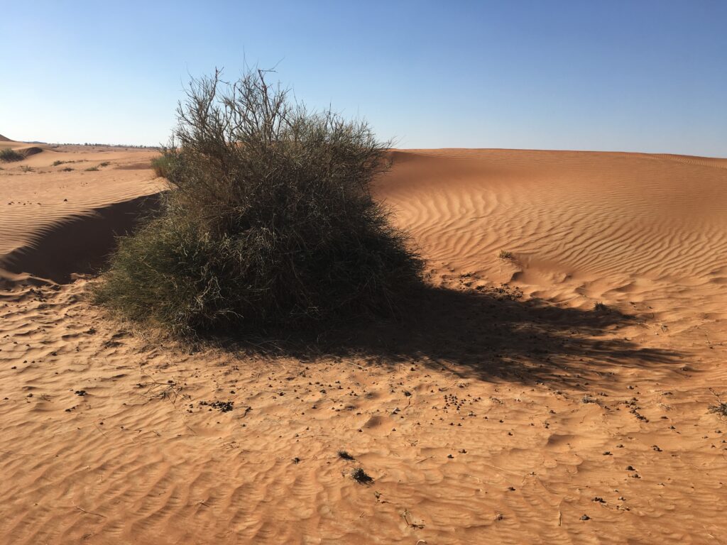 Leptadinia, one of the tallest and hardest bush in the desert and drylands