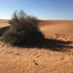 Leptadinia, one of the tallest and hardest bush in the desert and drylands