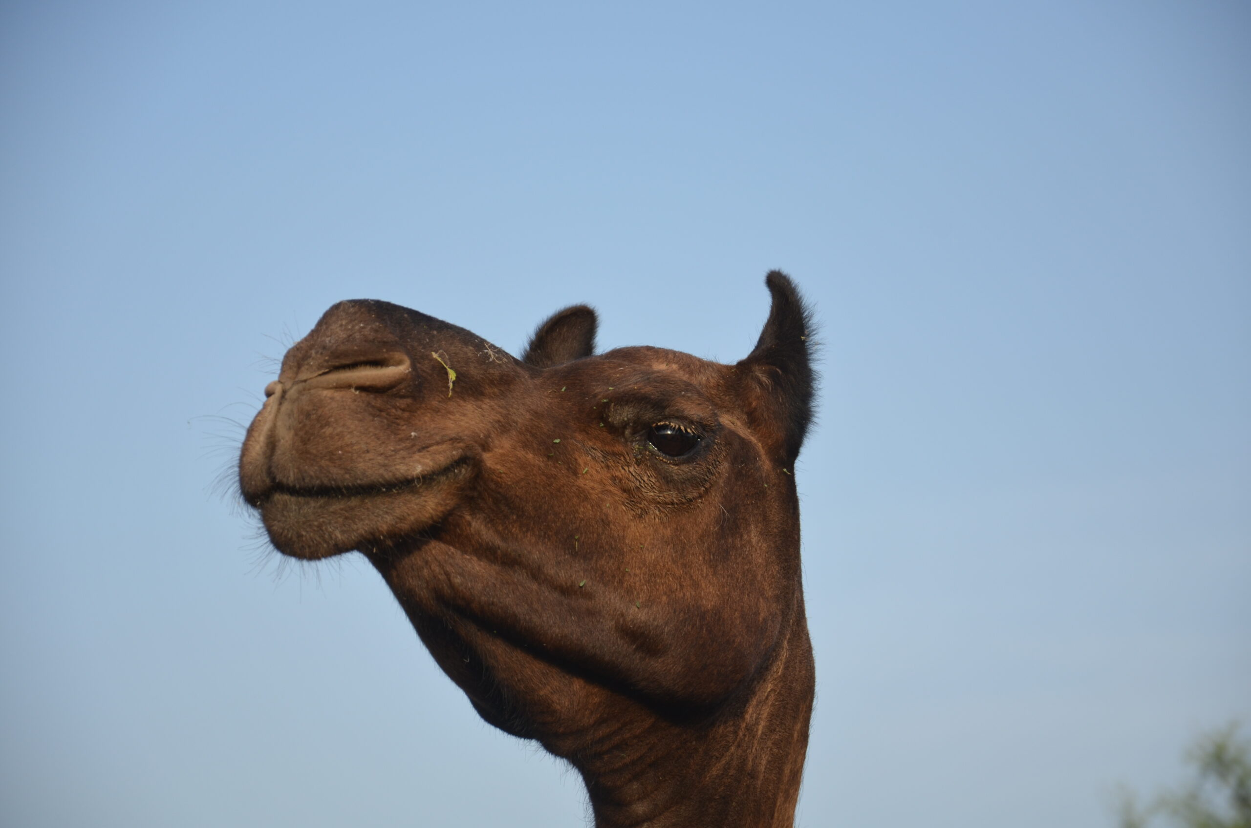 The desert creature camels have unique physiology