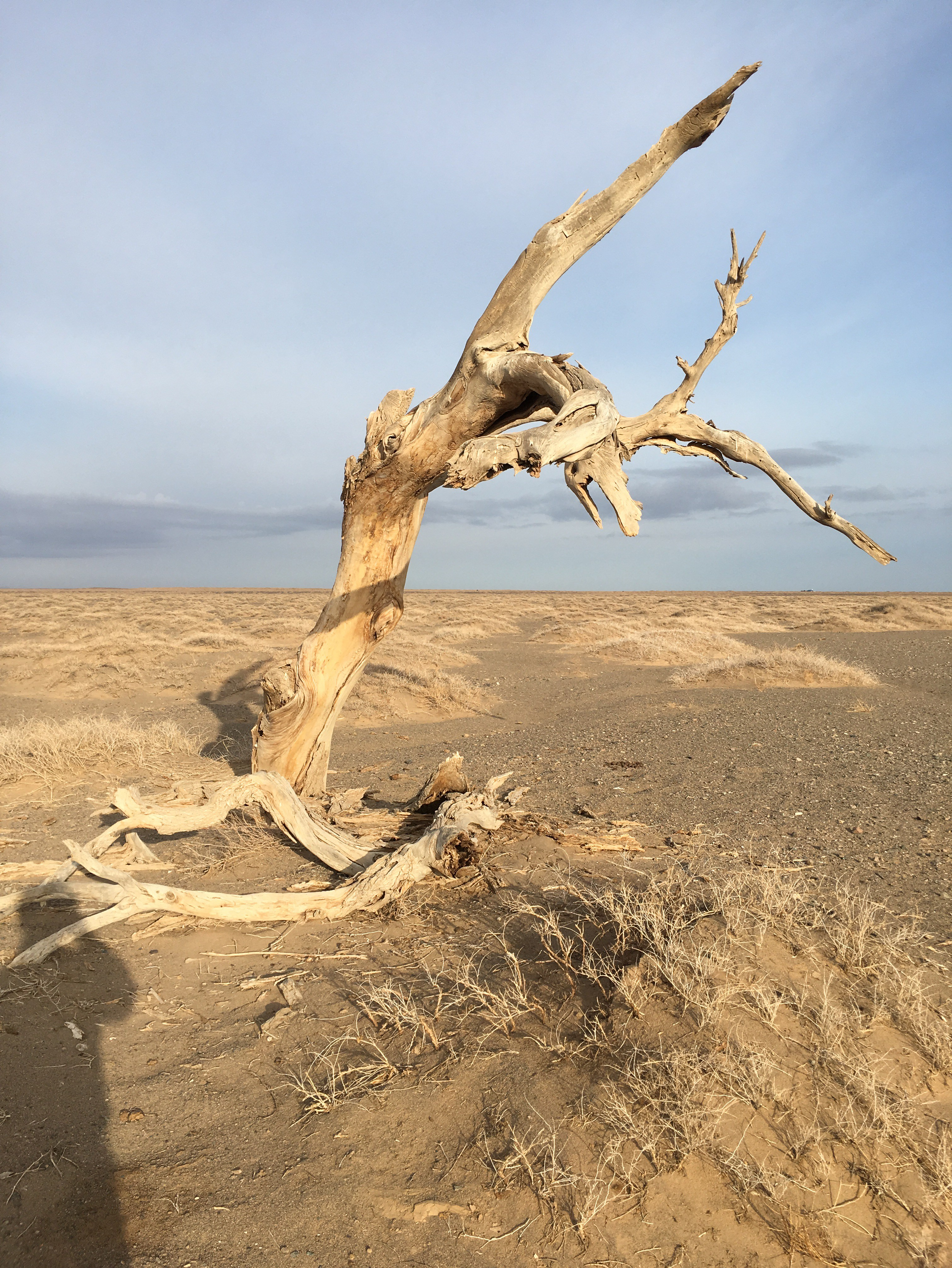 Gobi is a vast land with rich floral biodiversity