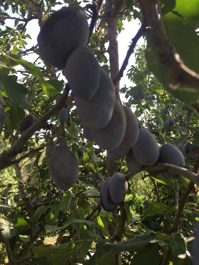 Damson fruit, locally called as Aloo in Pashtu