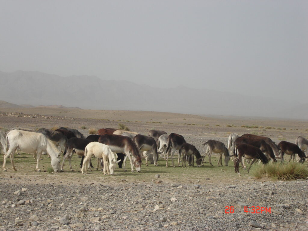 Precious Shingharri breed of donkey in Northeastern Balochistan Pakistan