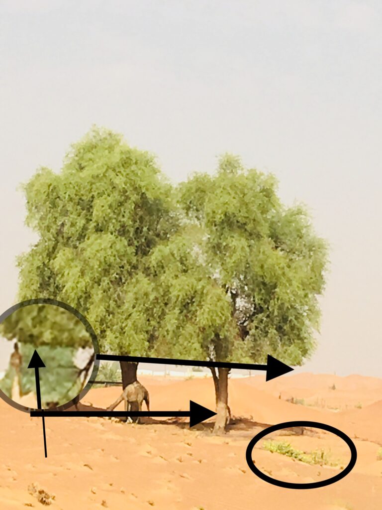 The camel effort