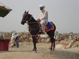 A Baloch tribeman on a Balochi horse in Mangrota Fair DG Khan