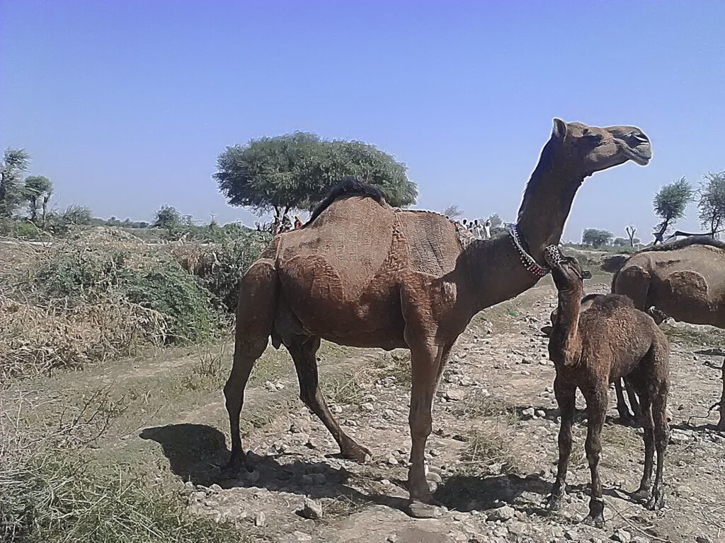 Brela camel is the milk queen among the camelids group