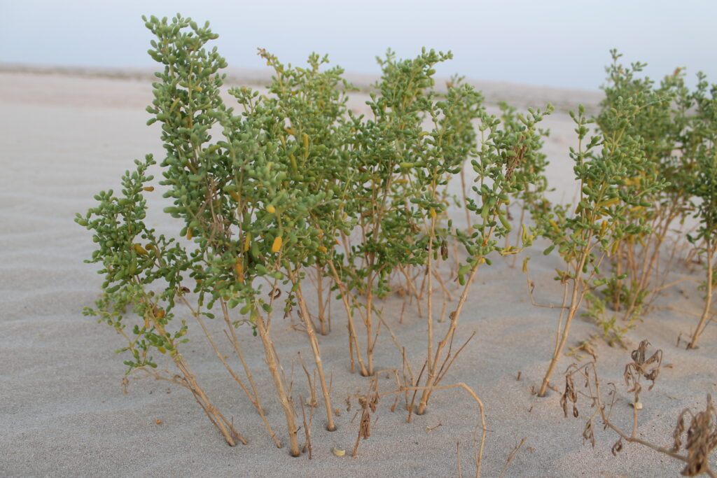 Close view of Zygophyllum qatarense