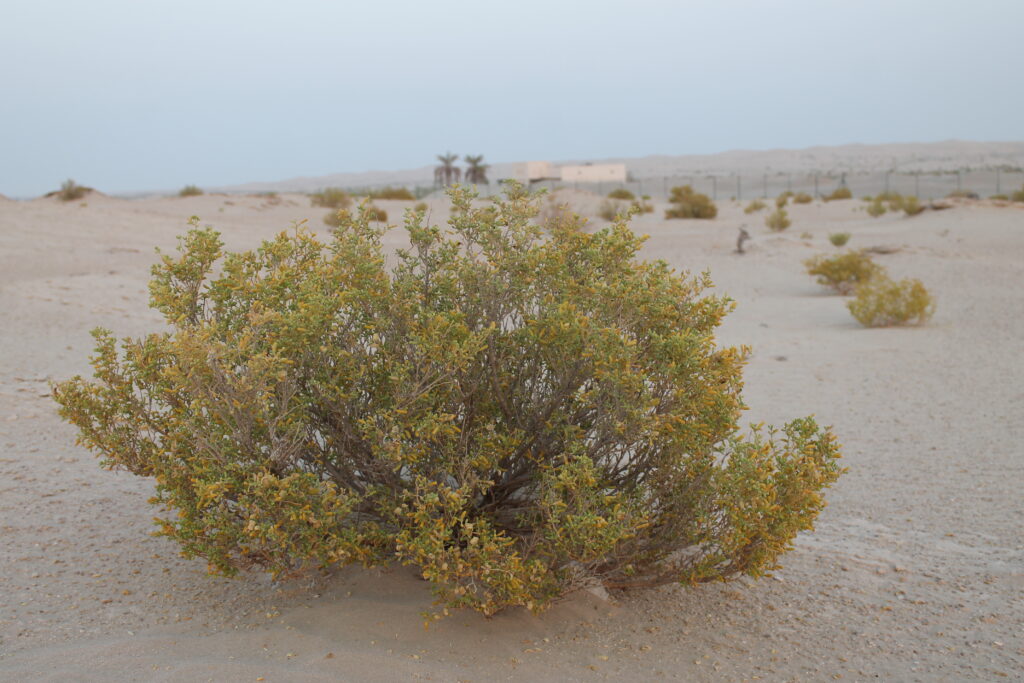 Close view of Zygophyllum qatarense