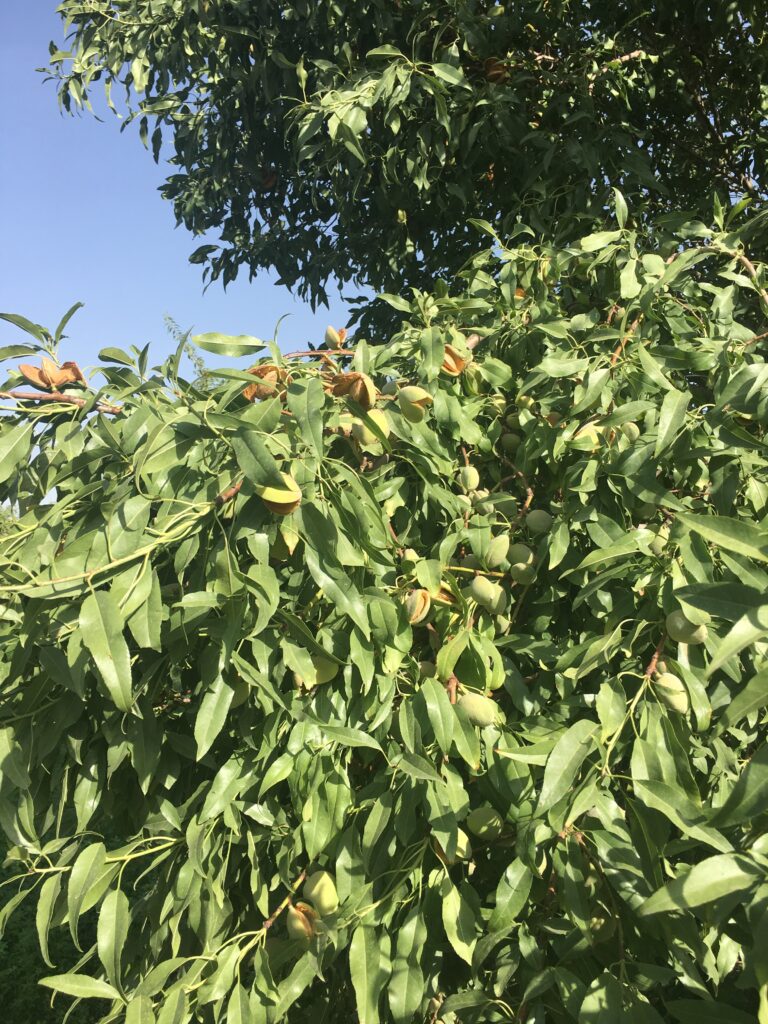 Almond is the winter food and a source of cash income
