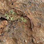 Newly germinated Prosopis cineraria