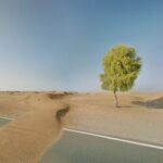 Prosopis in the desert