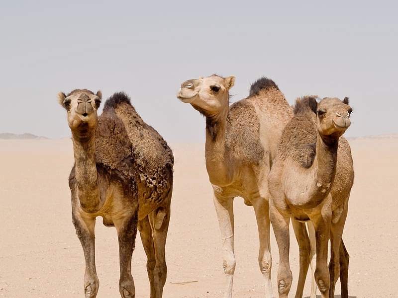 camels give a unique beauty to the desert
