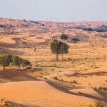A fascinating scene of Prosopis cineraria in the desert