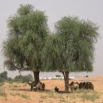 Camels taking refuge under the shade of Prosopis cineraria