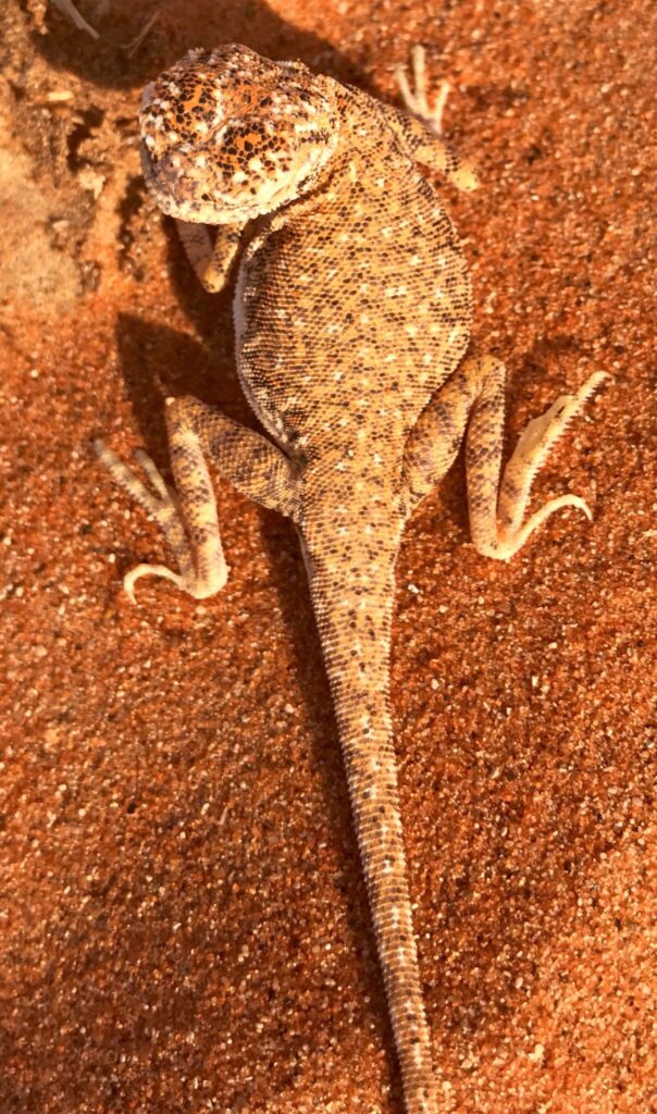 Lizard