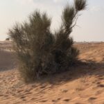 Broom bush (Leptadenia)