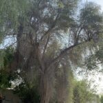 A tall tree of Ghaf P. cineraria in Alain