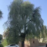 Prosopis cineraria, very tall and dense tree