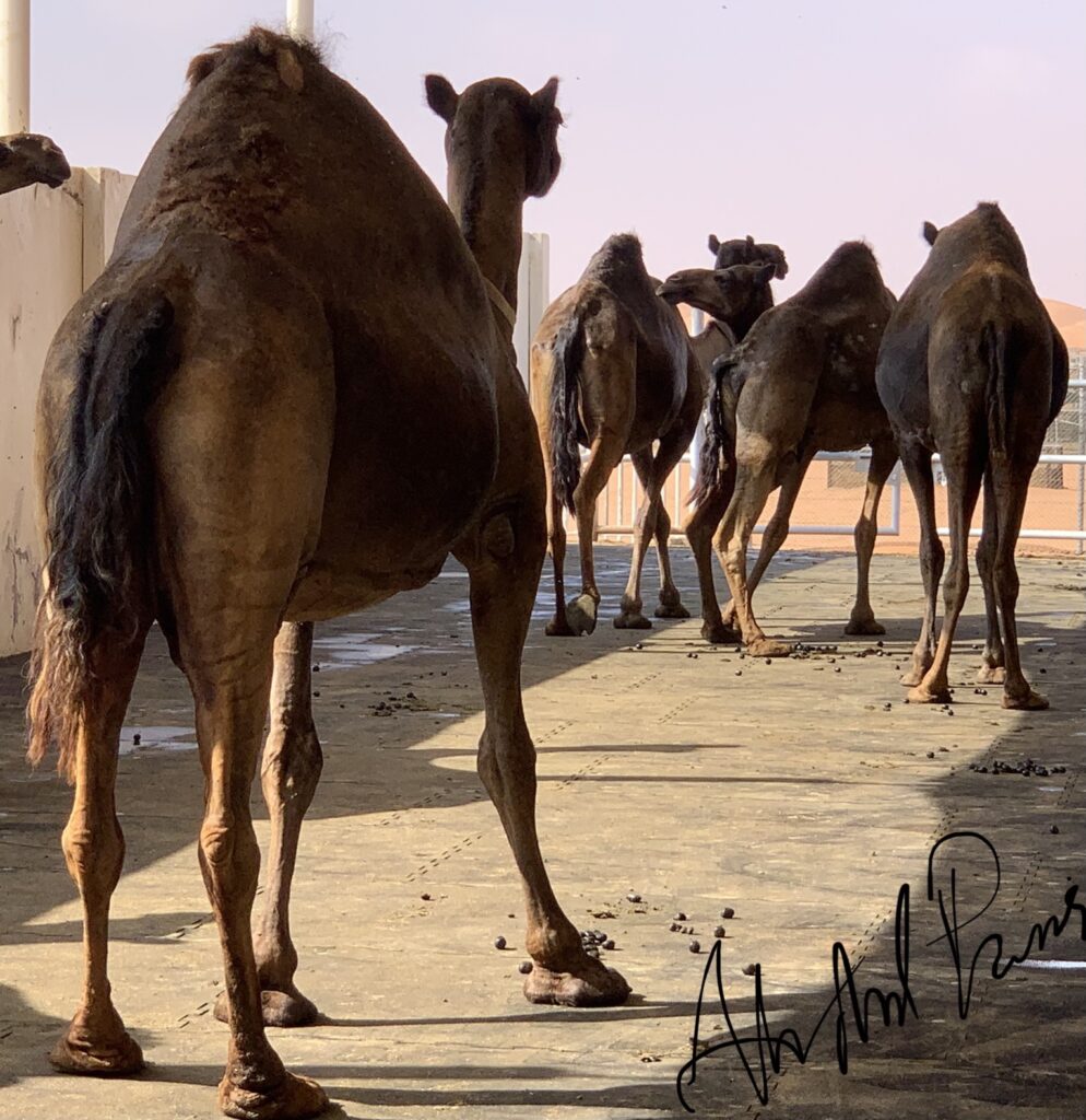 Camel is unique and still very poorly understood