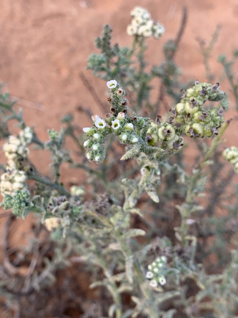 A flowering beautiful Helitropium bacciferum