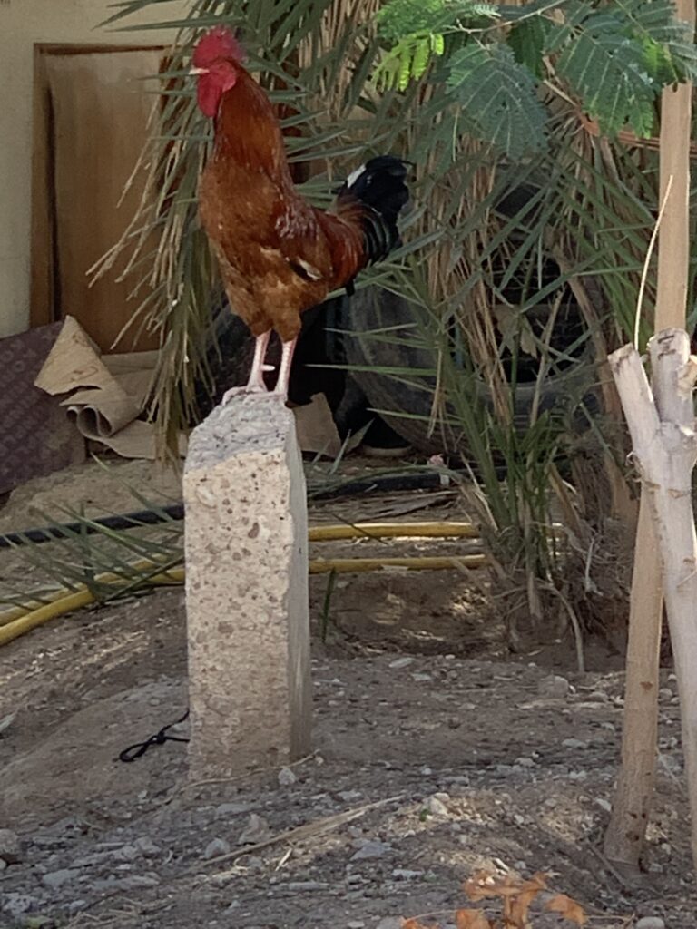 Red Jungle Fowl