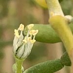 The petals are shed out, a fully mature flower of the Tetraena qatarensis