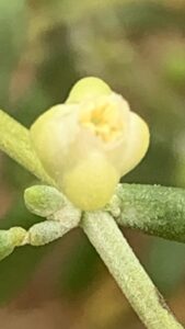 What a beauty of the flower of Tetraena qatarensis? Though I used the Iphone camera, we can shot a better picture with professional camera.