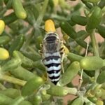 A robber fly is sucking the nectar of the The flower of Tetraena qatarensis.