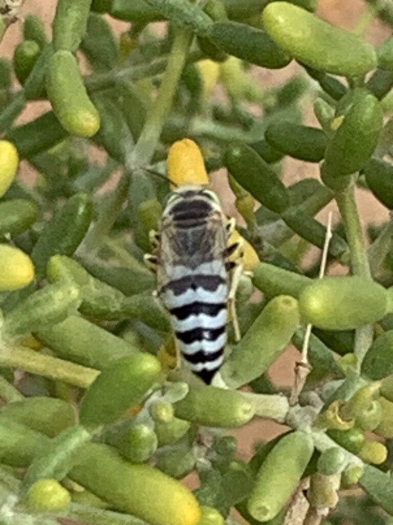 A robber fly is sucking the nectar of the The flower of Tetraena qatarensis.