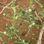 A shrub of Zygophyllum qatarense (Tetraena qatarensis) with beautiful white flowers