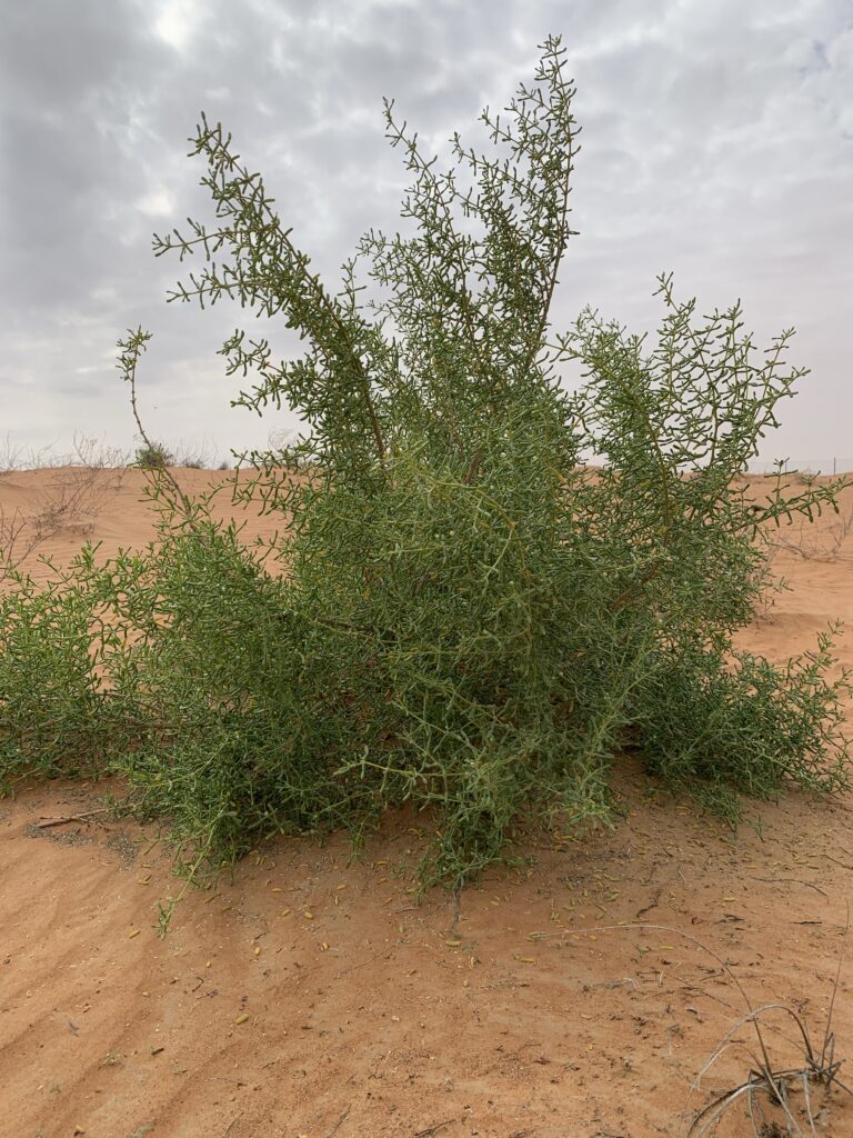 Zygophyllum qatarense can grow taller up to 2 meters