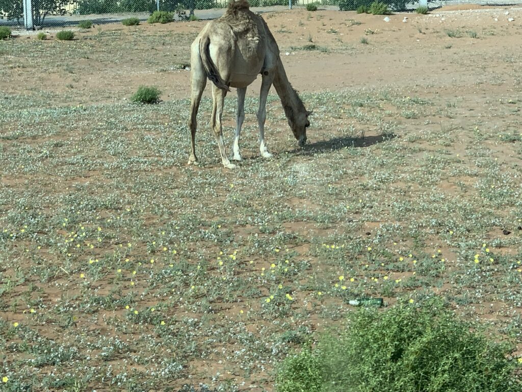 camel eating Eremorium aegyptiacum