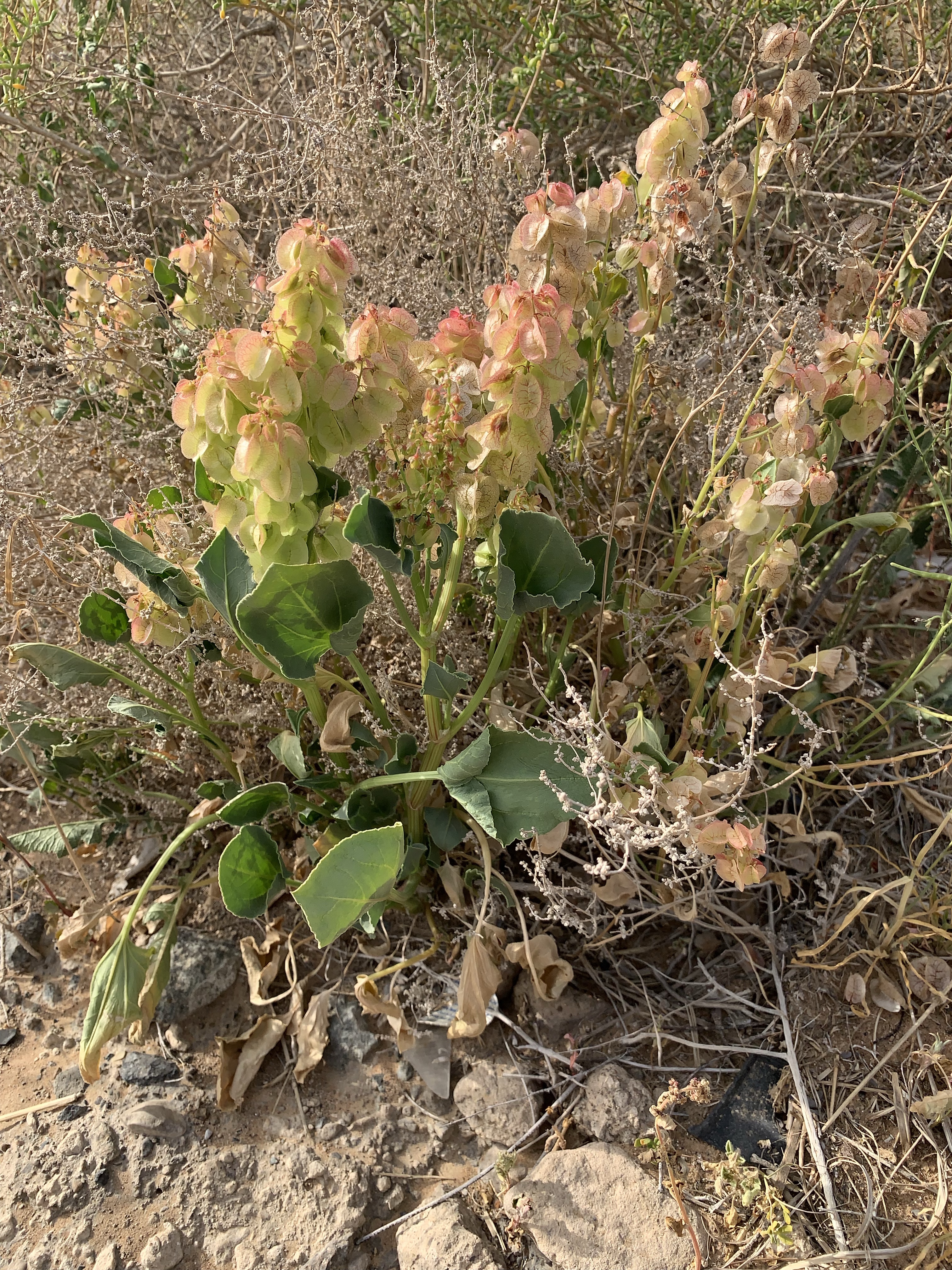 A complete plant of Rumex vesicarius in Masaken area Alain