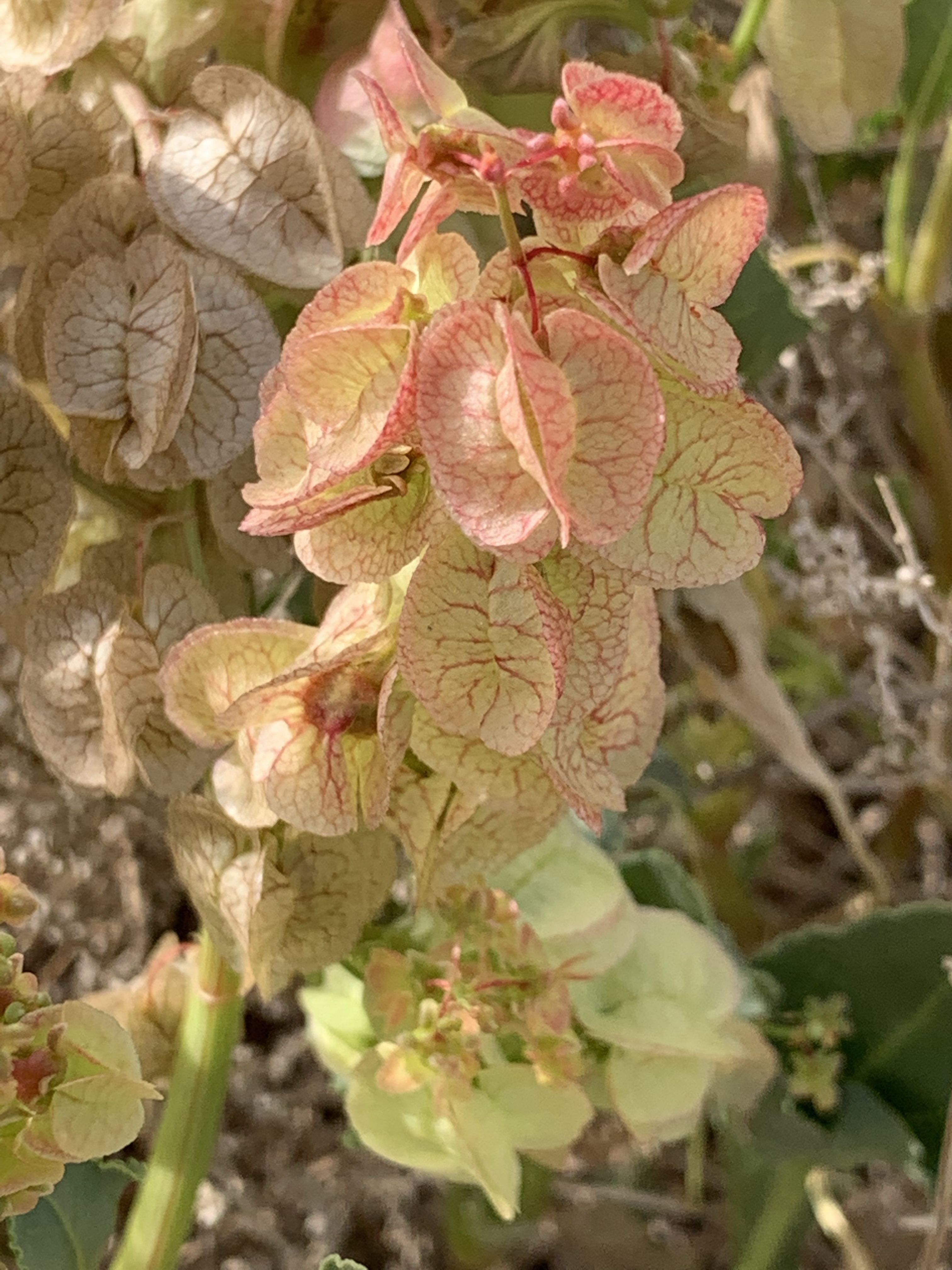 Rumex vesicarius in Masaken area Alain