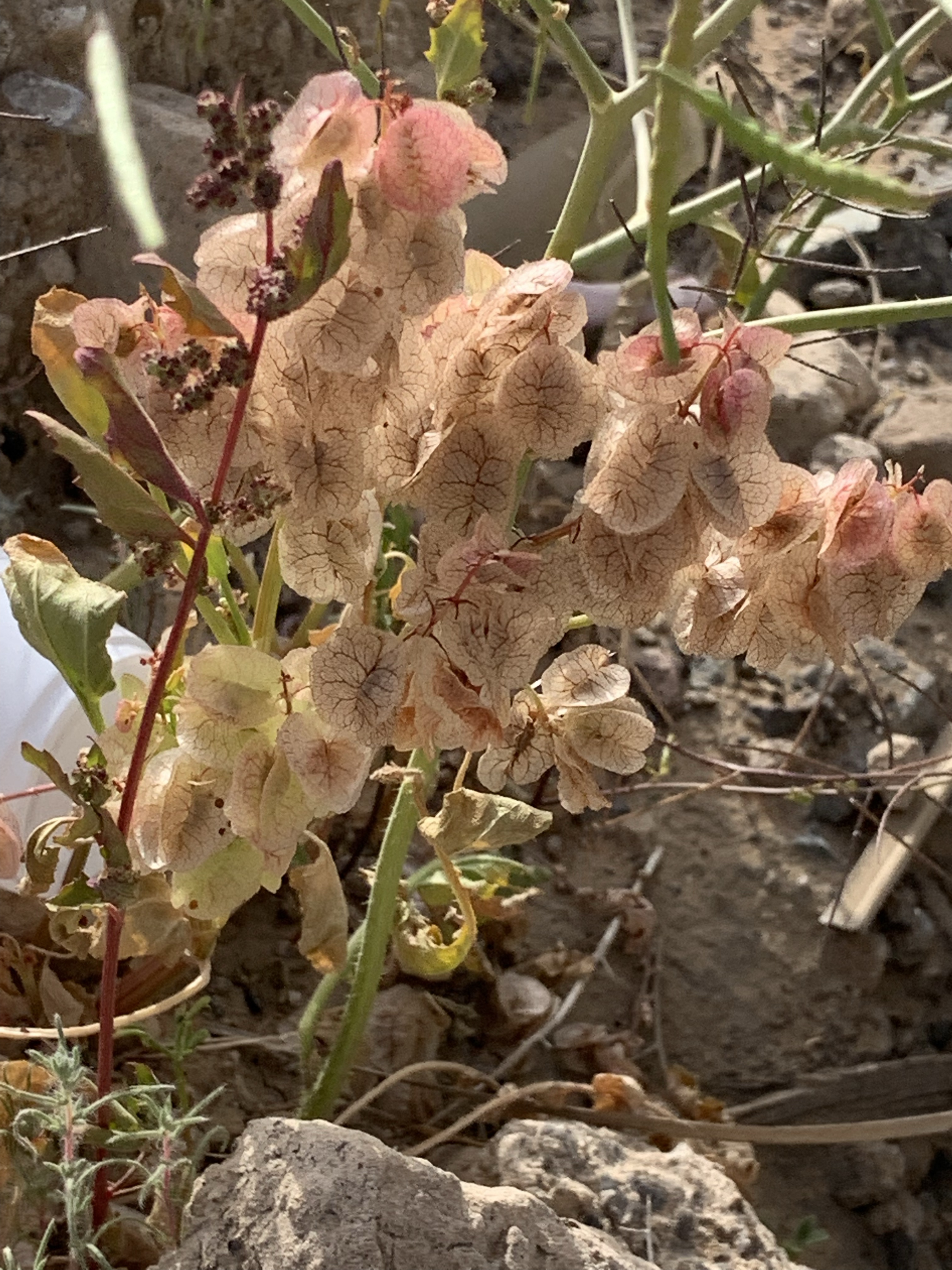 Rumex vesicarius in Masaken area Alain