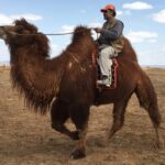 Author riding a Bactrian camel in Gobi Mongolia