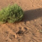 Tetraena qataernsis in Arabian desert