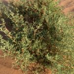 Tetraena qatarensis in Arabian desert