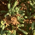The dead fiberous accomulation in the Zygophyllum flora in the desert