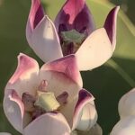 Beautiful flowers of calitropis flora
