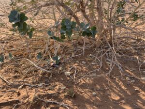 The desert flora help theirselves by enriching the soil fertility.
