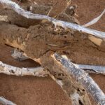 Termites colony on the Calitropis wood deep in the desert.
