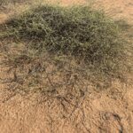 A bush of Limeum arabicum in the desert.