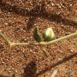 Seed and stalk of the Limeum arabicum flora