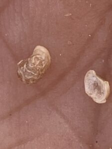 Fruit of the Limeum arabicum flora