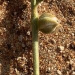 Seed and stalk of the Limeum arabicum flora
