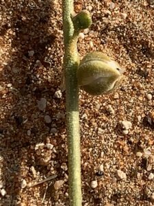 Seed and stalk of the Limeum arabicum flora